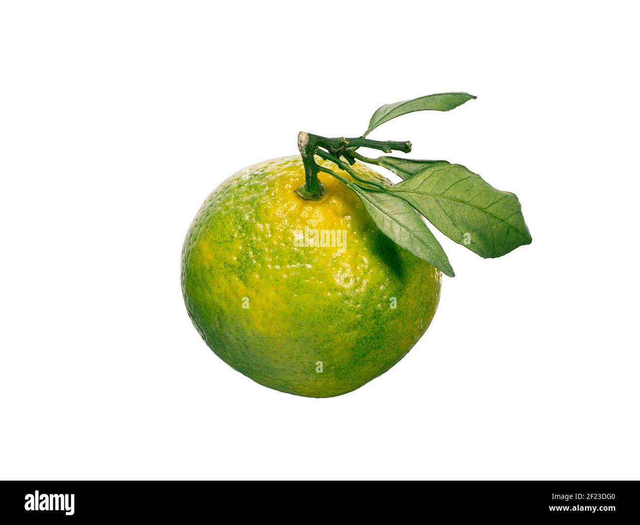Grüne Mandarine isoliert auf weißem Hintergrund Stockfoto