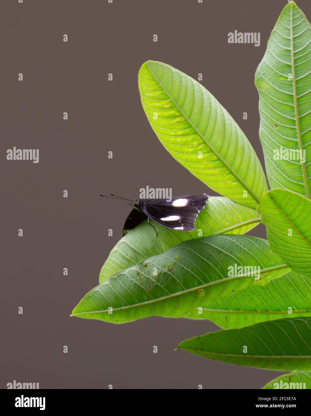 Ein Blaumondschmetterling (Hypolimnas bolina), der auf einem Blatt eines Baumes im Garten ruht. Auch bekannt als die große Eierfliege oder gewöhnliche Eierfliege. Stockfoto