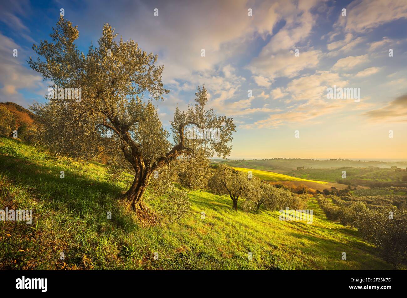 Maremma auf dem Land Panoramaaussicht, Olivenbäume, sanften Hügeln und grünen Felder. Meer am Horizont. Casale Marittimo, Pisa, Toskana Italien Europa. Stockfoto