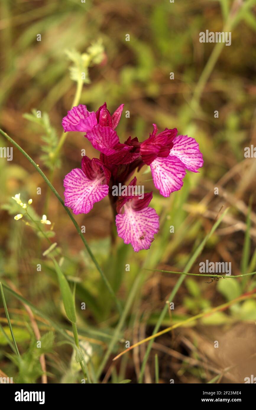 Wunderschöne wilde Orchideen in der Blüte, Andalusien, Spanien. Stockfoto