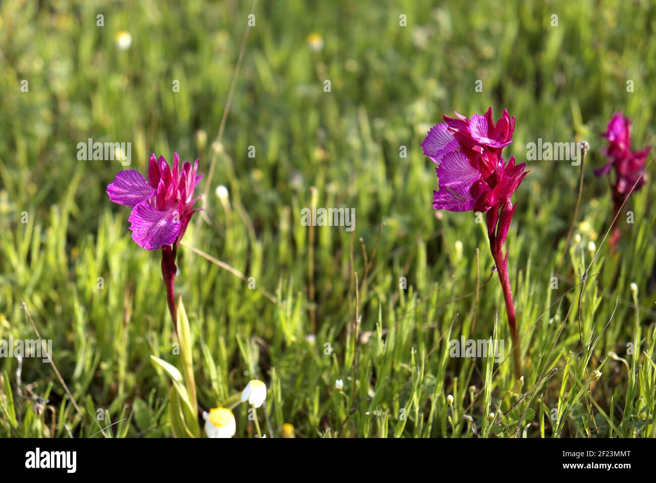 Wunderschöne wilde Orchideen in der Blüte, Andalusien, Spanien. Stockfoto