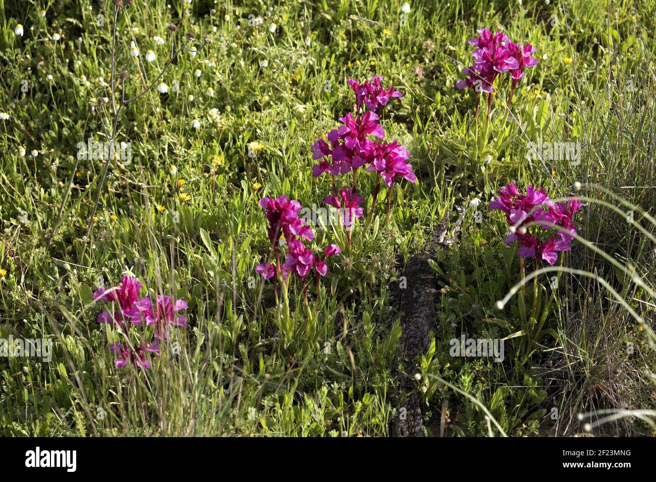 Wunderschöne wilde Orchideen in der Blüte, Andalusien, Spanien. Stockfoto