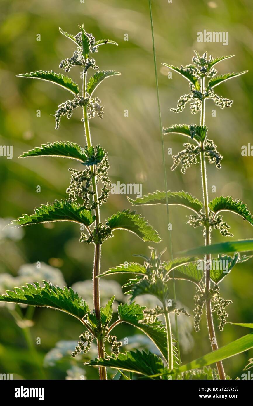 Urtica in den hinteren Strahlen des Sonnenlichts, auf einem verschwommenen Hintergrund von Grün. Stockfoto