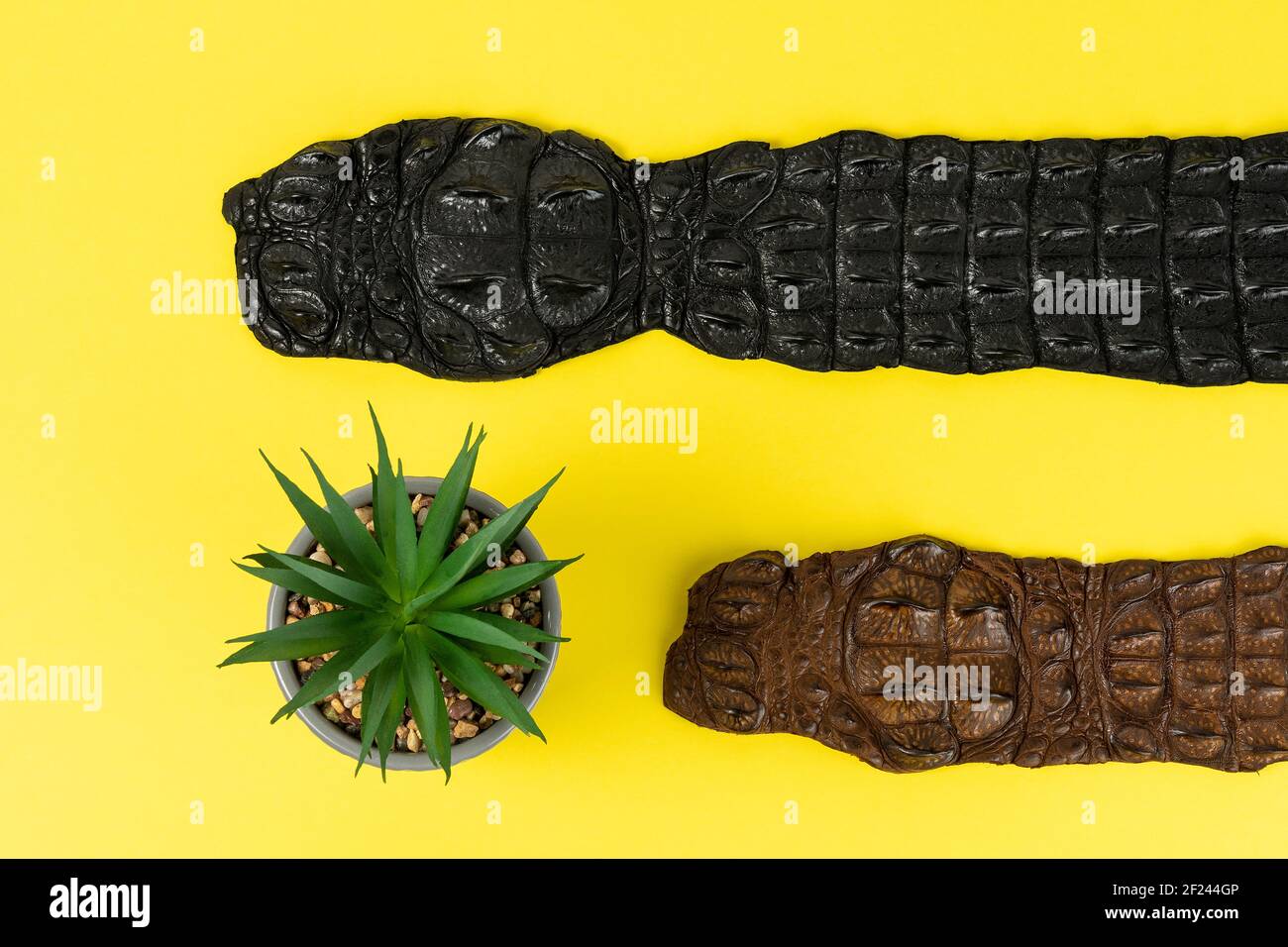 Krokodilledergürtel auf gelbem Hintergrund. Minimalistisches Modekonzept. Stockfoto
