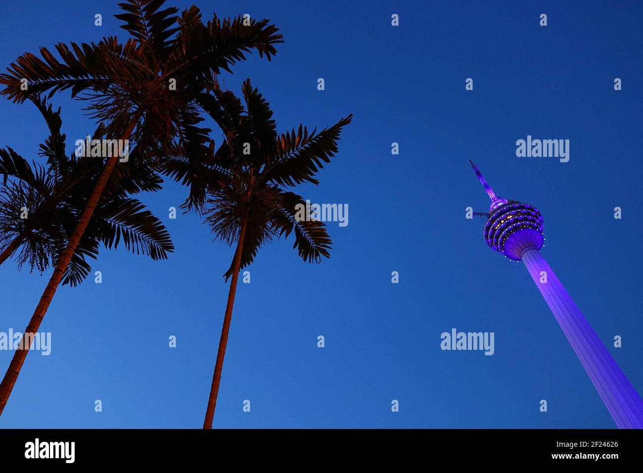 KL Tower in der Nacht: Der Kuala Lumpur Tower, beleuchtet in purpurem Licht mit Palmen Stockfoto