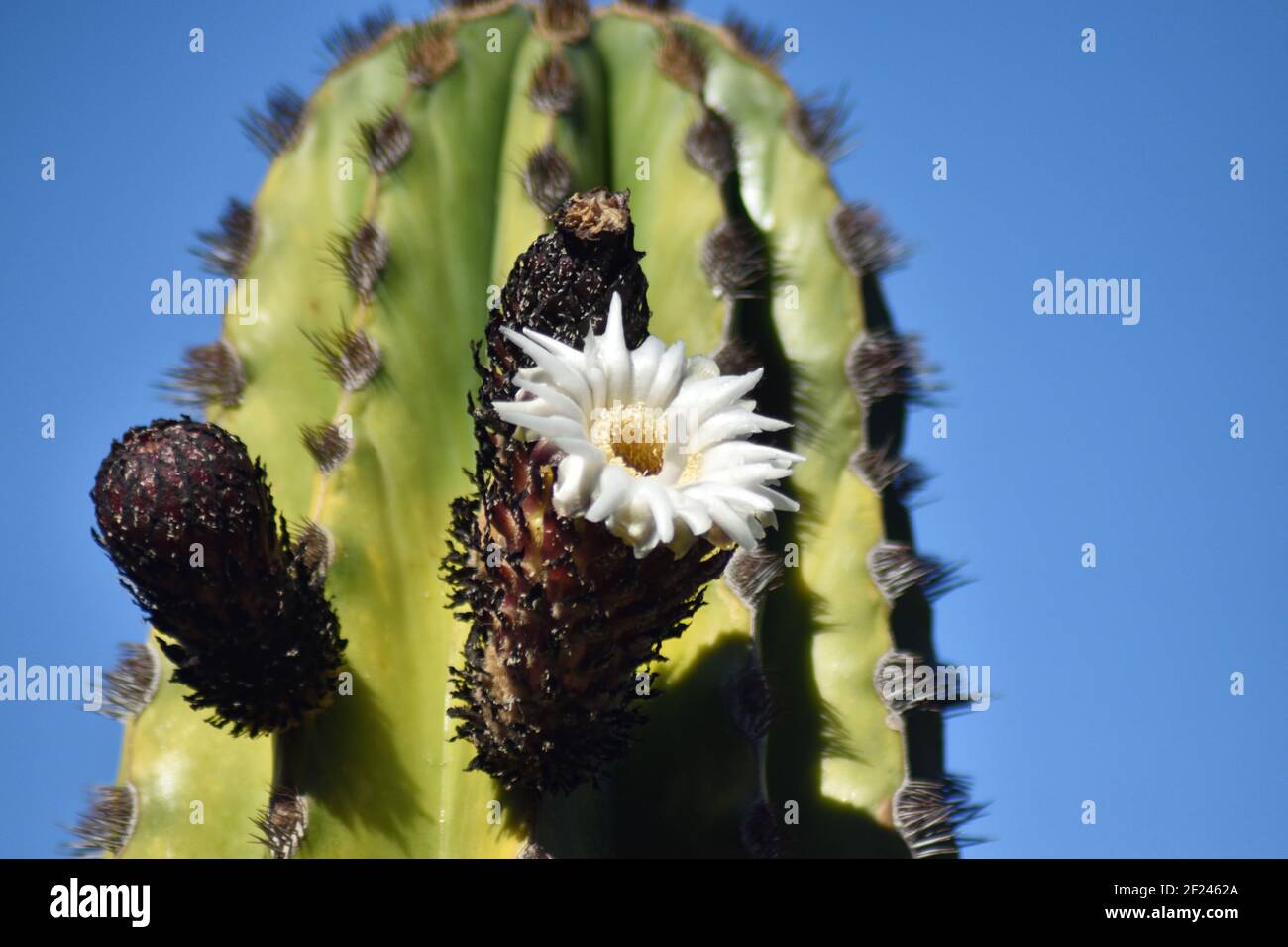 Ein baumähnlicher Kaktus, der bis zu über 12 Meter (40 Fuß) hoch werden kann. Sie stammt aus der Sonoran-Wüste, Mexiko und Kalifornien. Stockfoto