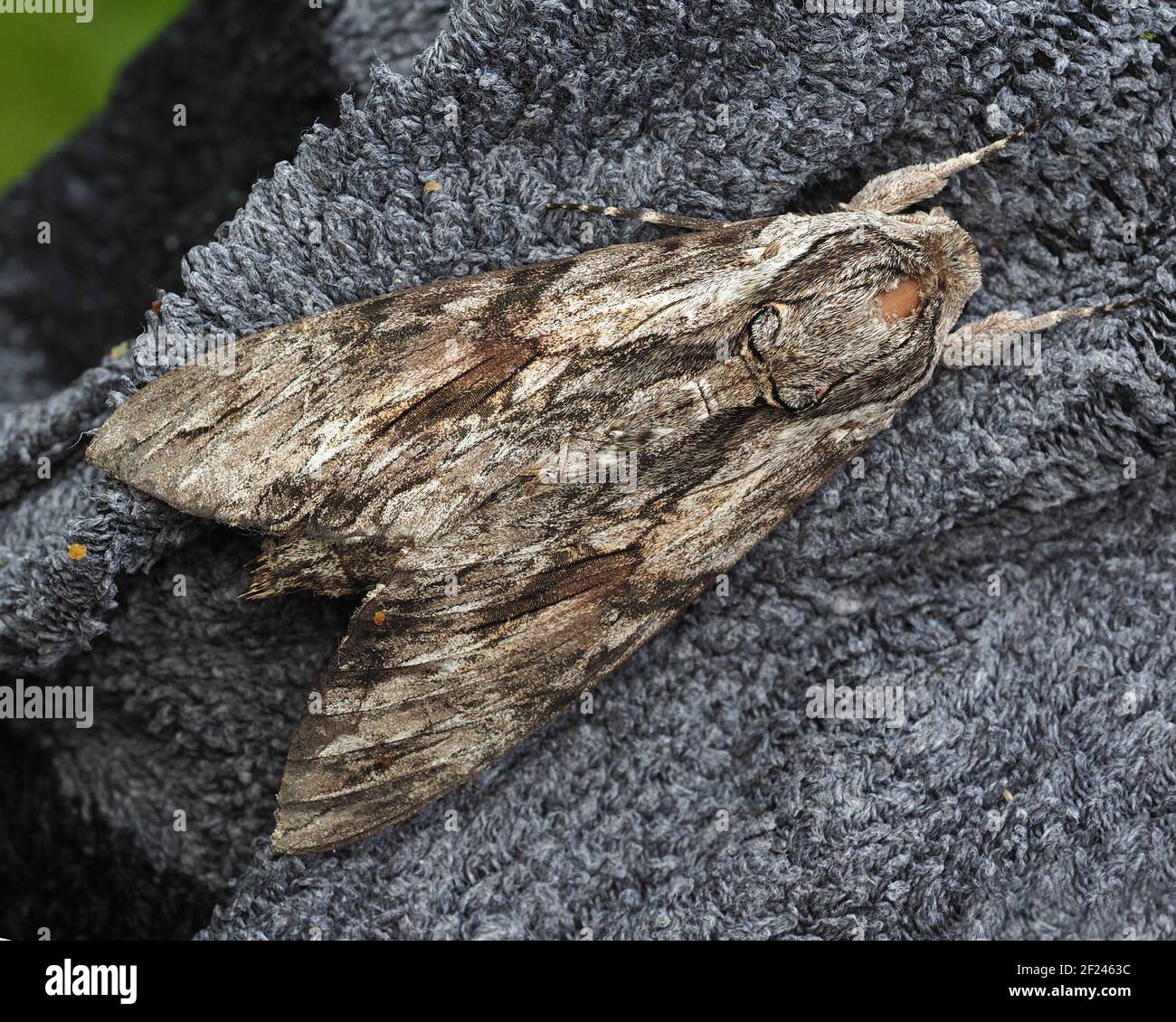 Convolvulus Hawk Motte (Agrius convolvuli) in der Ruhe auf dem Kleidungsstück. Tipperary, Irland Stockfoto