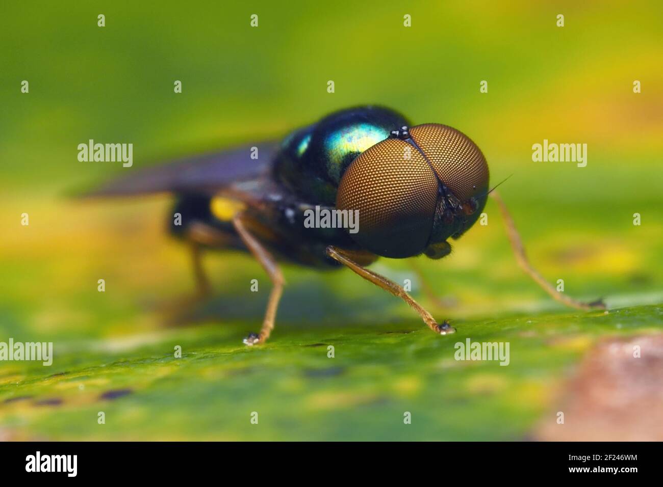 Frontalansicht von Michrochysa flavicornis Soldierfly, die auf Eichenblatt ruht. Tipperary, Irland Stockfoto