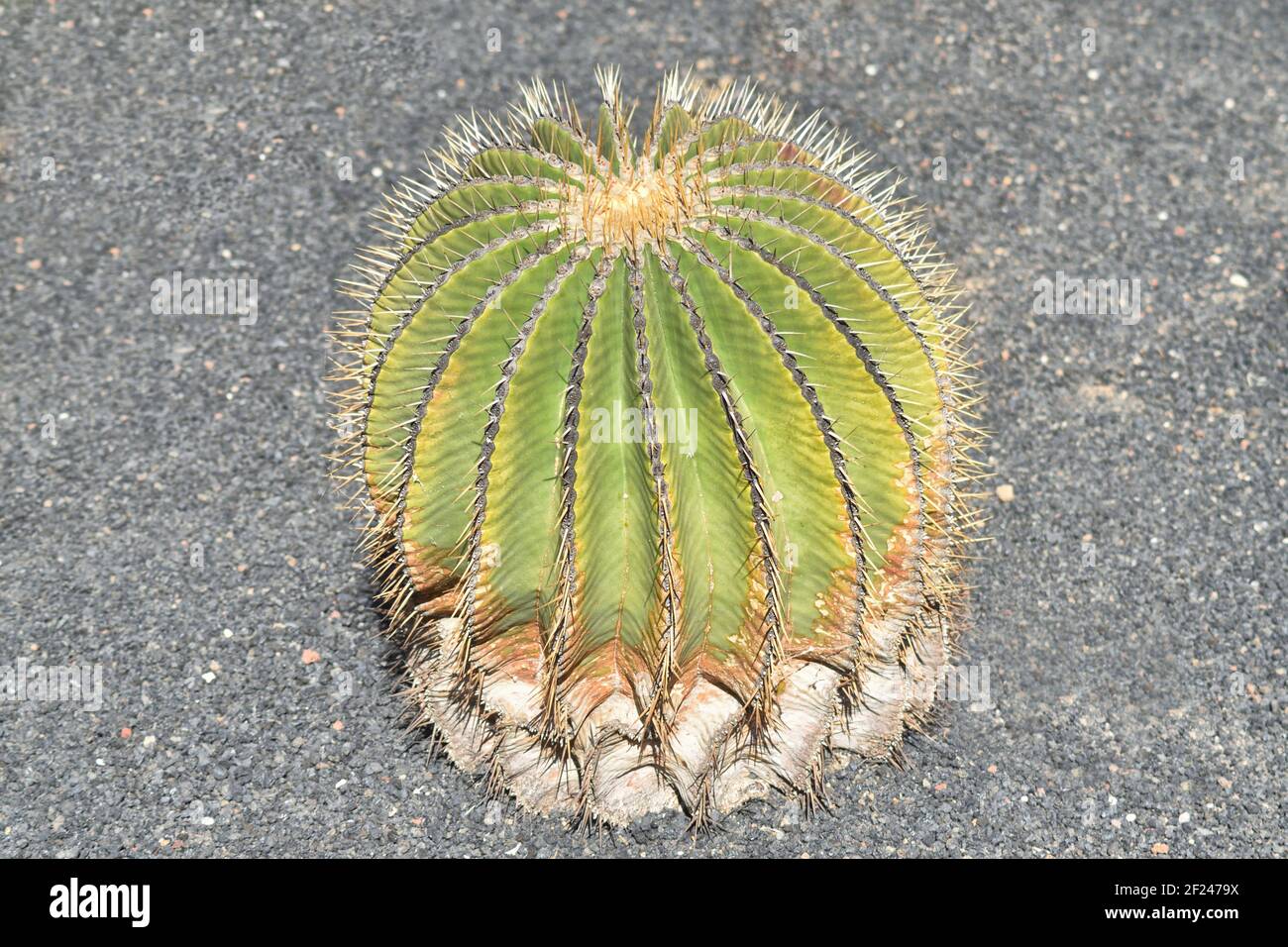 Langsam wachsender kaktus -Fotos und -Bildmaterial in hoher Auflsung   Alamy