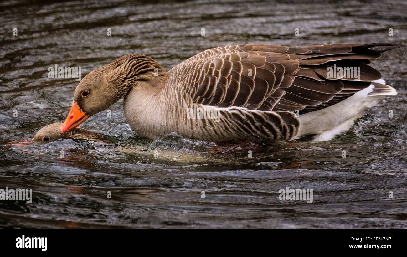 Dülmen, NRW, Deutschland. März 2021, 10th. Zwei amouröse Graugänse (Anser anser) Hof und Mate. Graugänse paaren sich normalerweise lebenslang. Vögel umwerben und "putzen", um sich auf die Paarungszeit und den Beginn des Frühlings vorzubereiten, da mildere Temperaturen eingestellt sind, um einzuziehen. Kredit: Imageplotter/Alamy Live Nachrichten Stockfoto