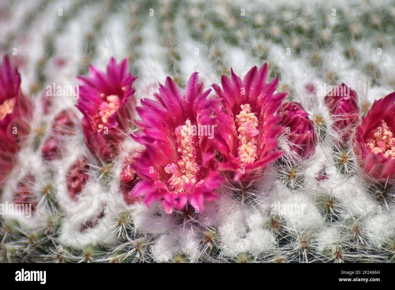 Old Lady Pincushion Kaktus (Mammillaria hahniana) ist ein einsamer Kaktus  mit weien flauschigen, haarhnlichen Stacheln und violetroten Blten. In  Mexiko beheimatet Stockfotografie - Alamy