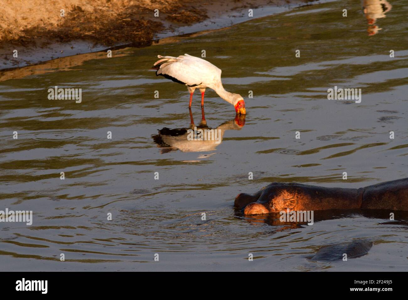 Der Gelbschnabelstorch verwendet verschiedene Jagdtechniken. Hier waszt man langsam durch das Wasser mit Bill Agape, der darauf wartet, dass Fische schwimmen Stockfoto