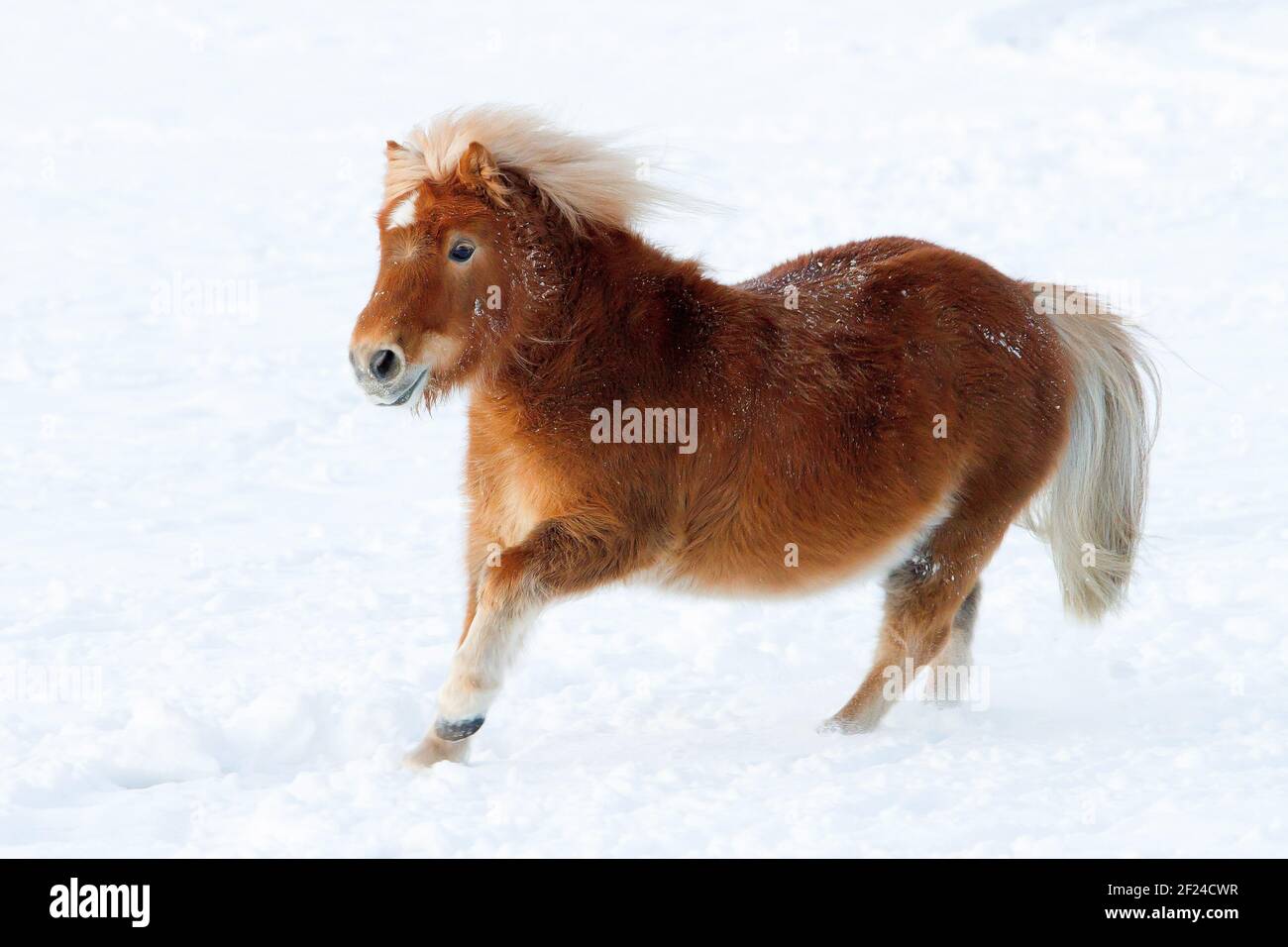 Pony im Schnee Stockfoto