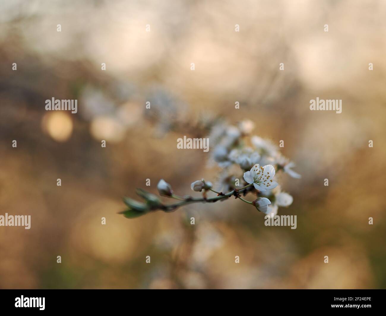 Nahaufnahme des frühlingsblühenden Obstbaums Stockfoto