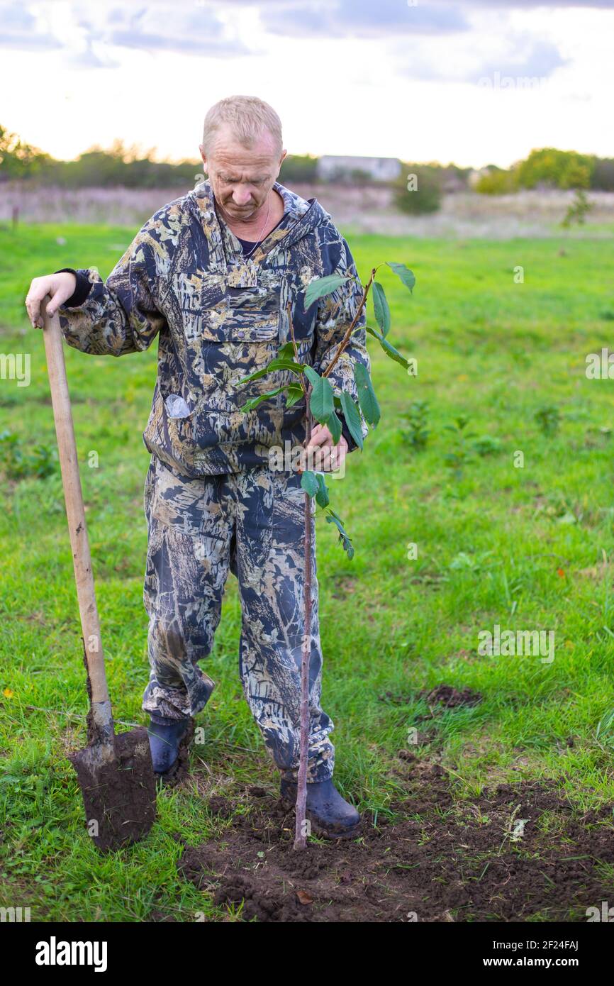 Im Herbst pflanzt der Gärtner einen jungen Obstbaum, der im Garten im