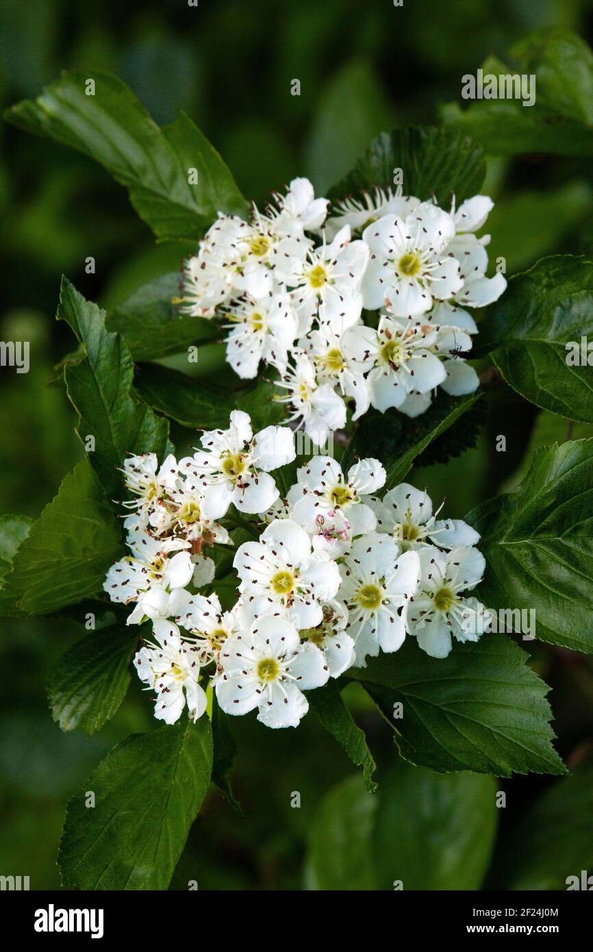 Die Blüten von Cockspur Hawthorn dauern nur ein paar Tage, aber ein Genuss von Nektar suchenden Insekten. Stockfoto