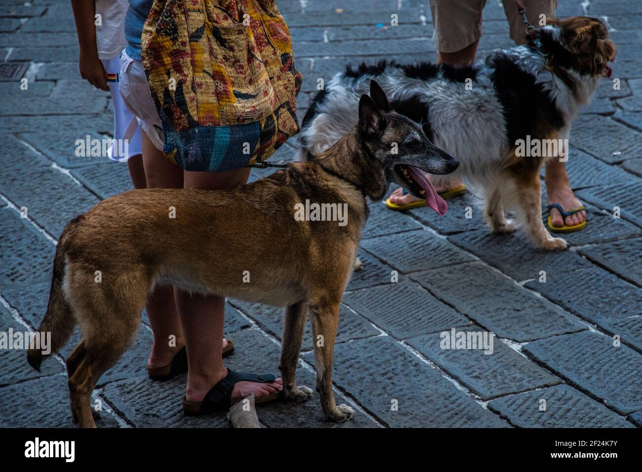 Zwei Hunde laufen in der Stadt Stockfoto