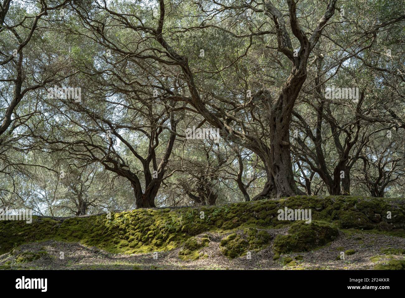 Olivenhain Im Frühen Frühling Stockfoto