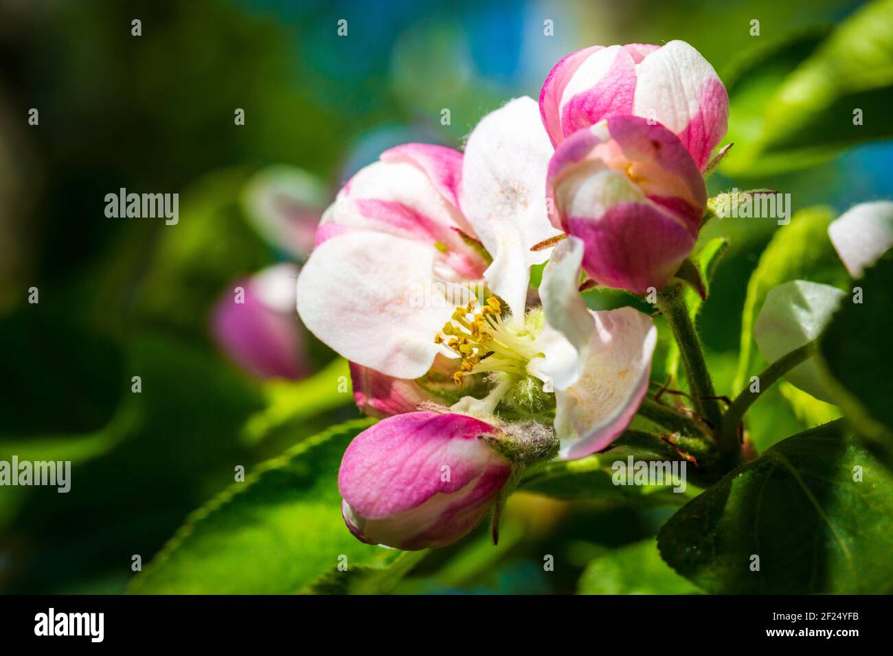 Eine Nahaufnahme einer Crabbe-Apfelblüte und Staubgefäßen Im Frühling Stockfoto