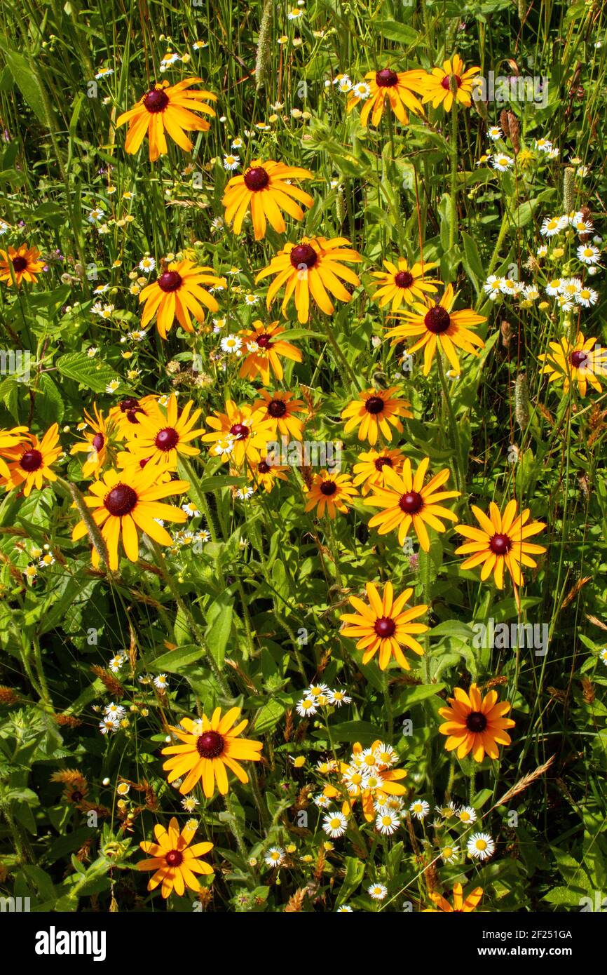Die Schwarzäugige Susan & Daisy Fleabane sind oft zwei einheimische Wildblumen Gefunden wächst zusammen in alten Feldern und wilden Wiesen in der Nordost Vereinigte Staaten Stockfoto