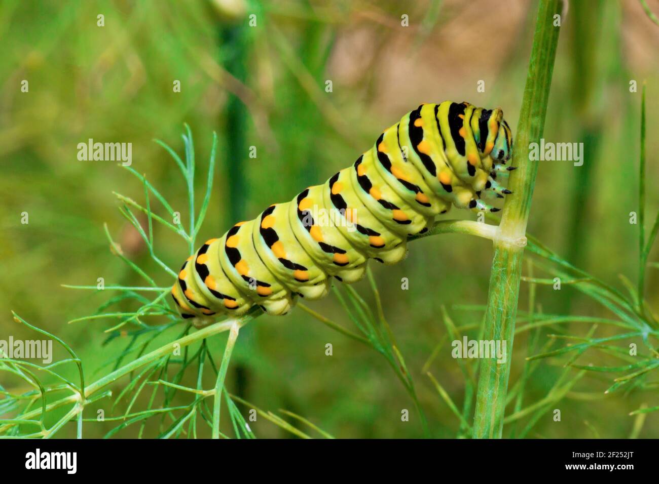 Eine schwarze Schwalbenschwanzlarve, die sich auf Dill in einem Hausgarten im Osten von Pennsylvania ernährt. Stockfoto