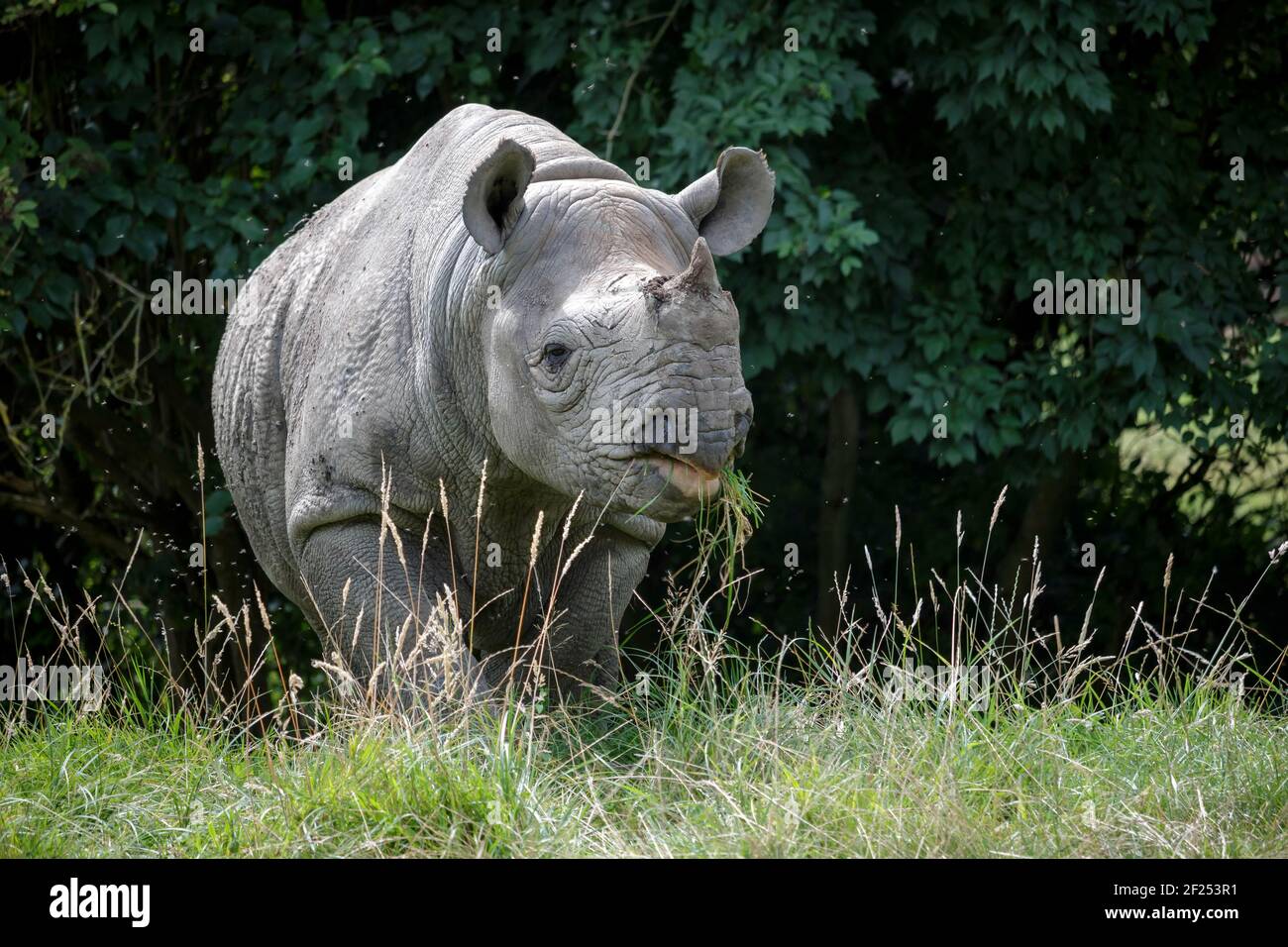 Spitzmaulnashorn oder Haken-lippige Rhinoceros (Diceros Bicornis) Stockfoto