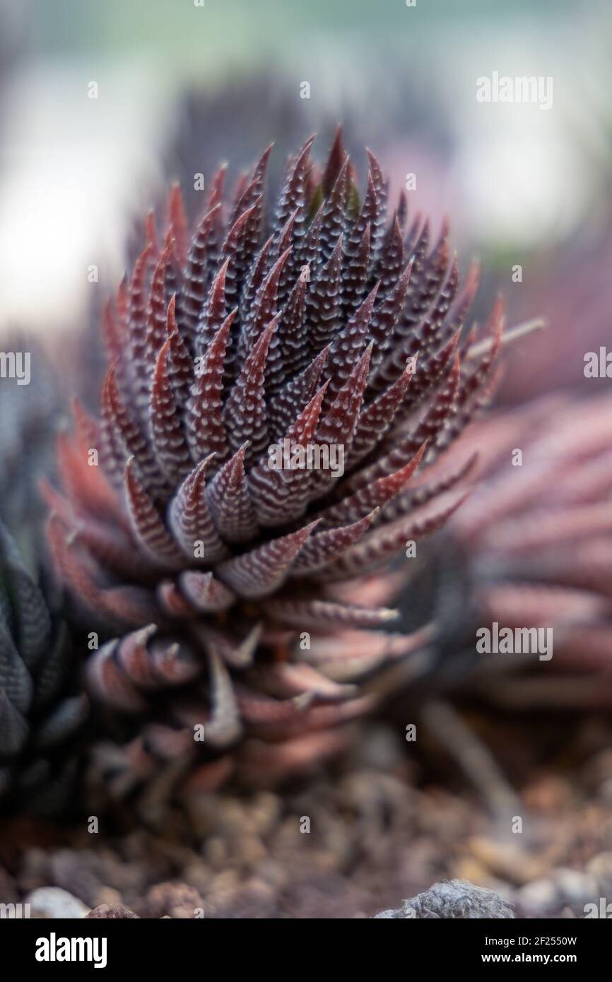 Anzeigen eines roten Haworthia sukkulente Pflanze Stockfoto