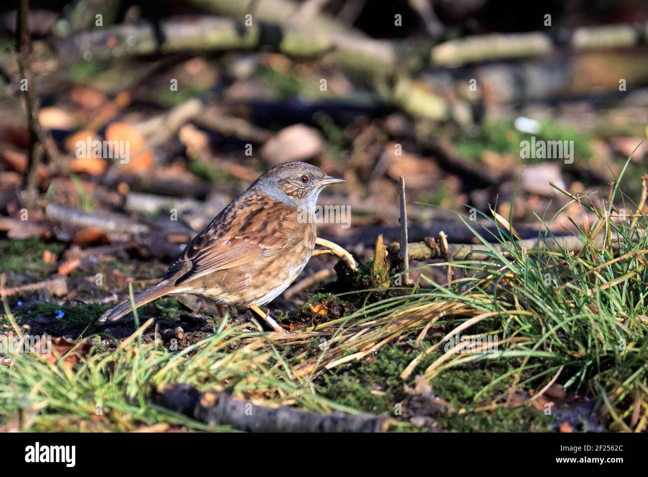 Hedge Accentor auf dem Vordach Stock Stockfoto