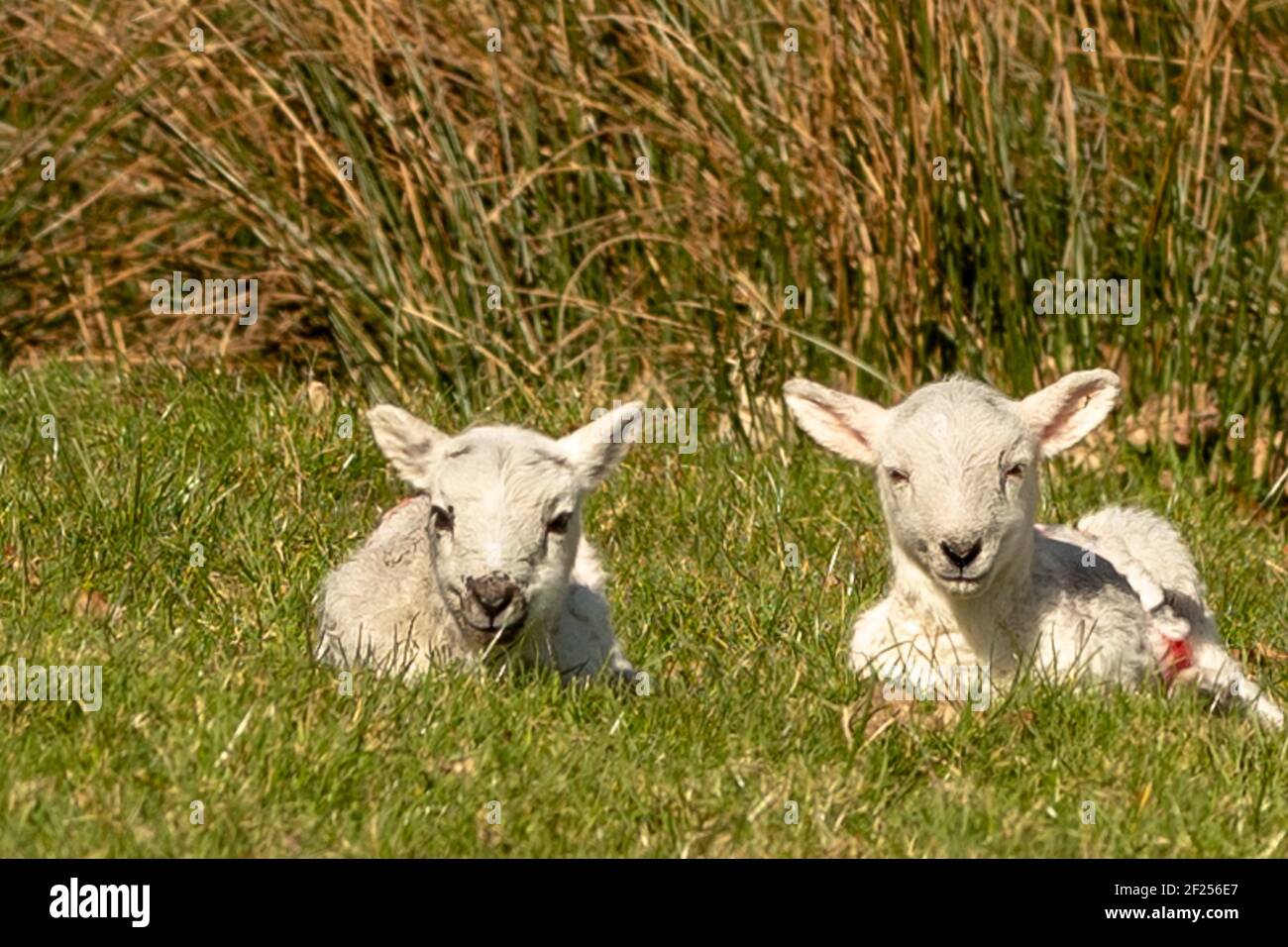 Walisische Lämmer Stockfoto