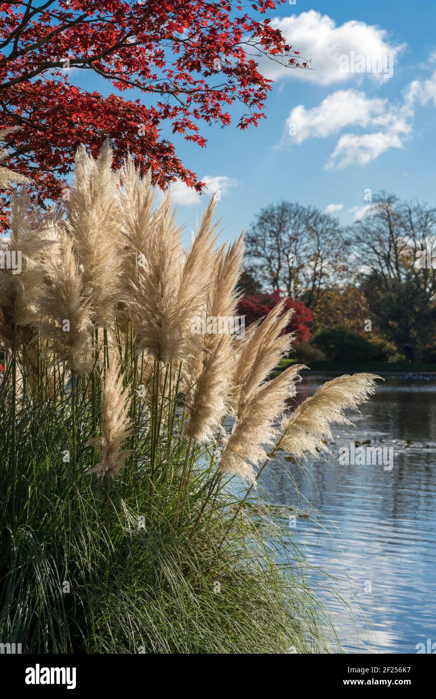 Pampas Gras wächst in den Sheffield Park Gardens Stockfoto