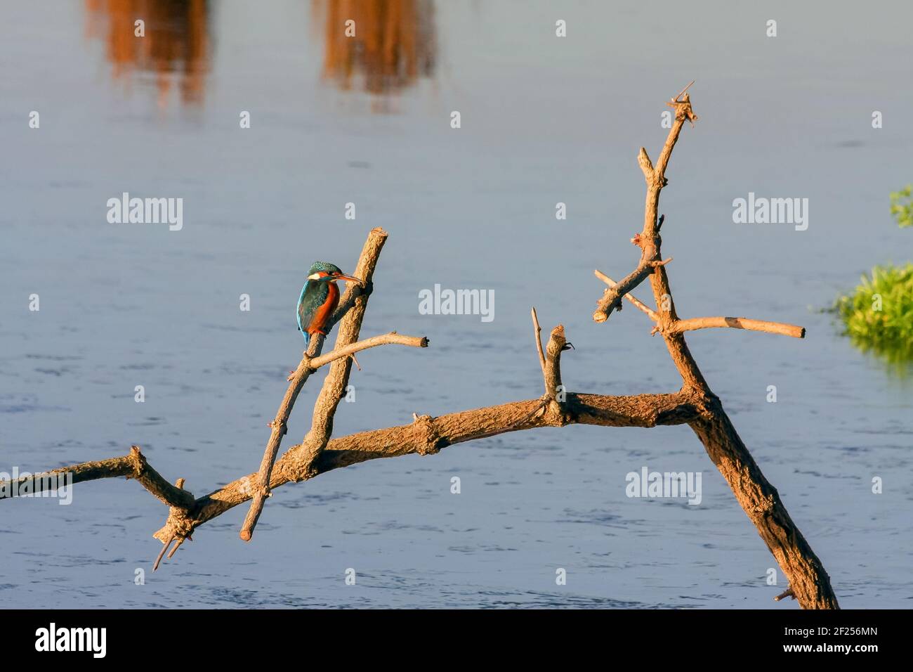 Eisvogel (Alcedo atthis) in Rainham Marshes Stockfoto