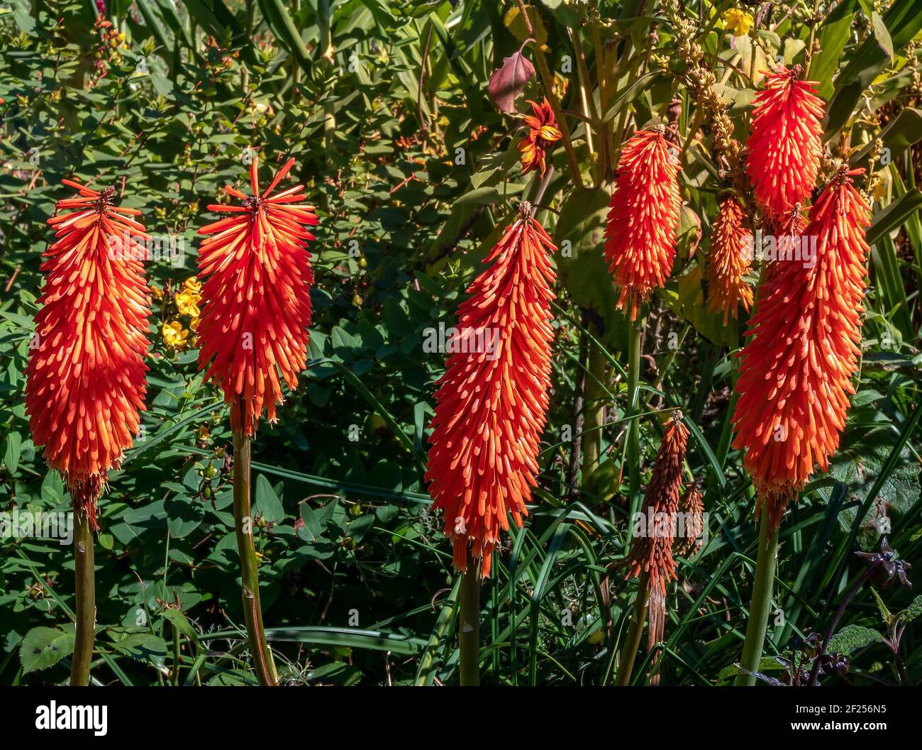 Kniphofia tritoma, auch genannt, red hot Poker, Taschenlampe Lily, knofflers oder Poker Anlage Stockfoto