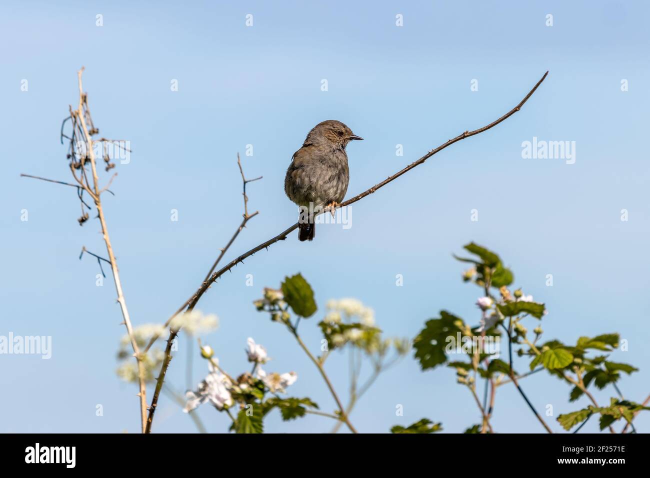 Heckenakzentor (Dunnock), der auf einem toten Stamm nahe East Grinstead streicheln kann Stockfoto