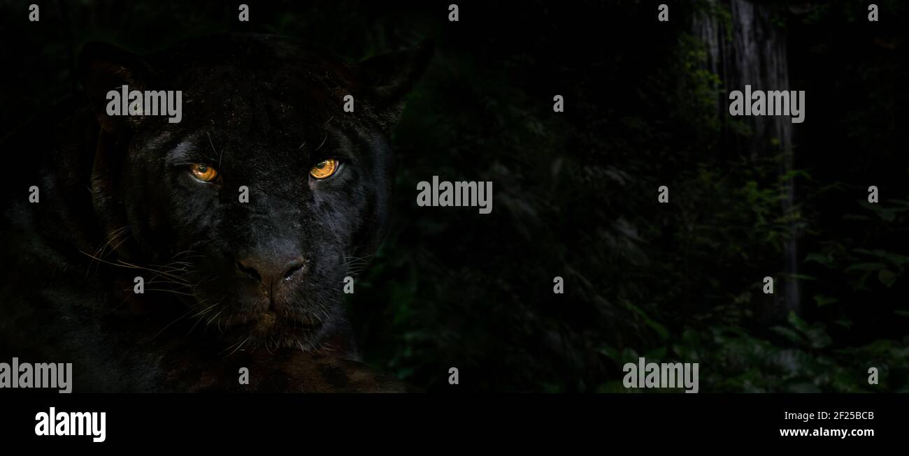 Nahaufnahme Porträt von melanistischem jaguar / schwarzem Panther (Panthera onca) bei Nacht im Dschungel, schwarze Farbe Morph, heimisch in Mittel- und Südamerika Stockfoto