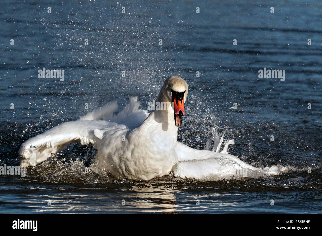 Höckerschwan (Cygnus Olor) Stockfoto