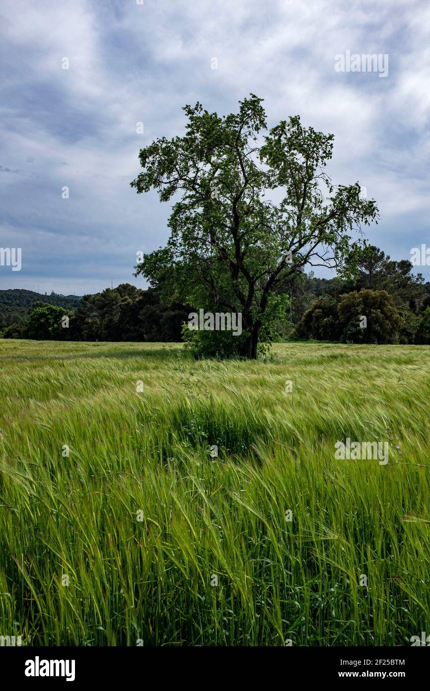 Unreifer, grüner Weizen wächst auf einem Feld, Katalonien Stockfoto