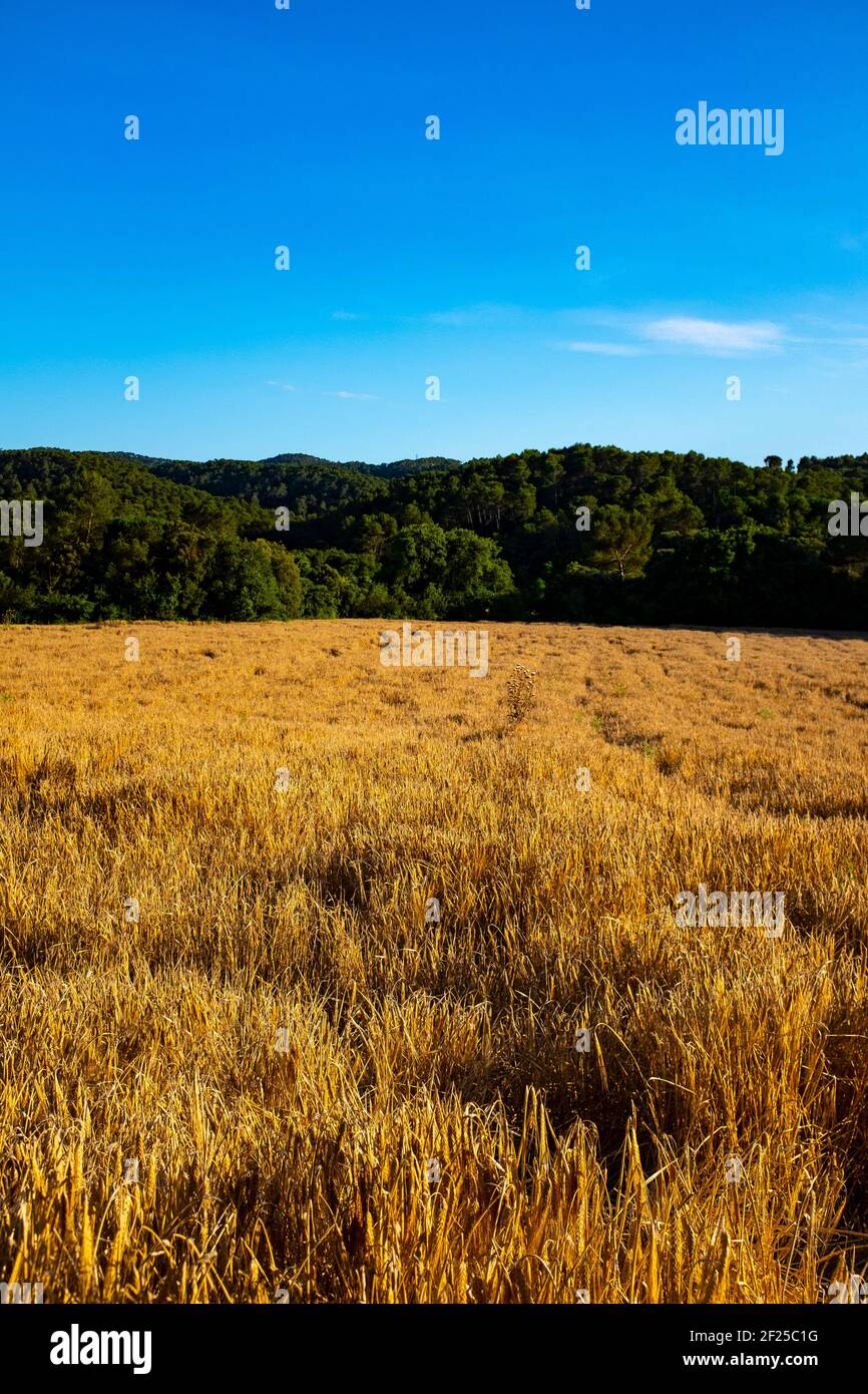 Weizen wächst auf einem Feld, Katalonien Stockfoto