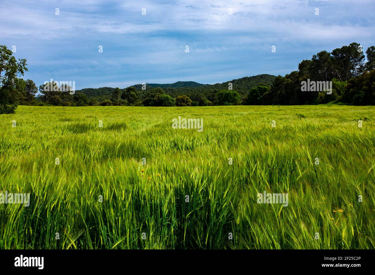 Unreifer, grüner Weizen wächst auf einem Feld, Katalonien Stockfoto