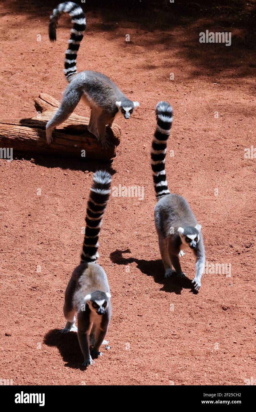 FUENGIROLA, ANDALUSIEN/SPANIEN - JULI 4 : Ringschwanzlemuren (Lemur catta) am Bioparc in Fuengirola Costa del Sol Spanien am Juli Stockfoto