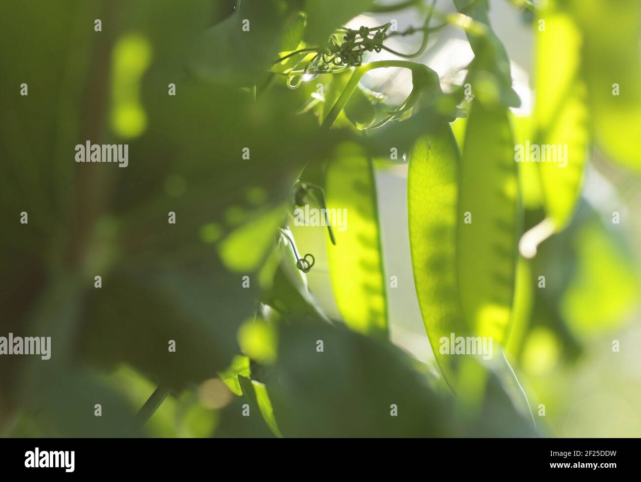 PEA-Hülsen im Sonnenlicht draußen im Garten, Nahaufnahme oder Makro der Bohne grünen Gemüsepflanze, Bio-Gartenbau und Öko-Landwirtschaft Konzept, vertikal Stockfoto