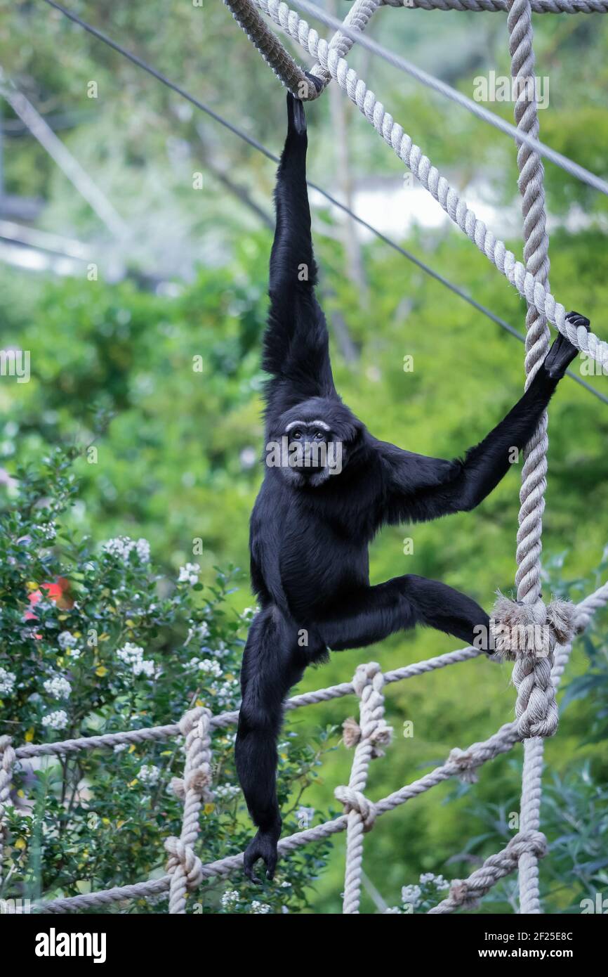 Agile Gibbon (hylobates agilis) Stockfoto
