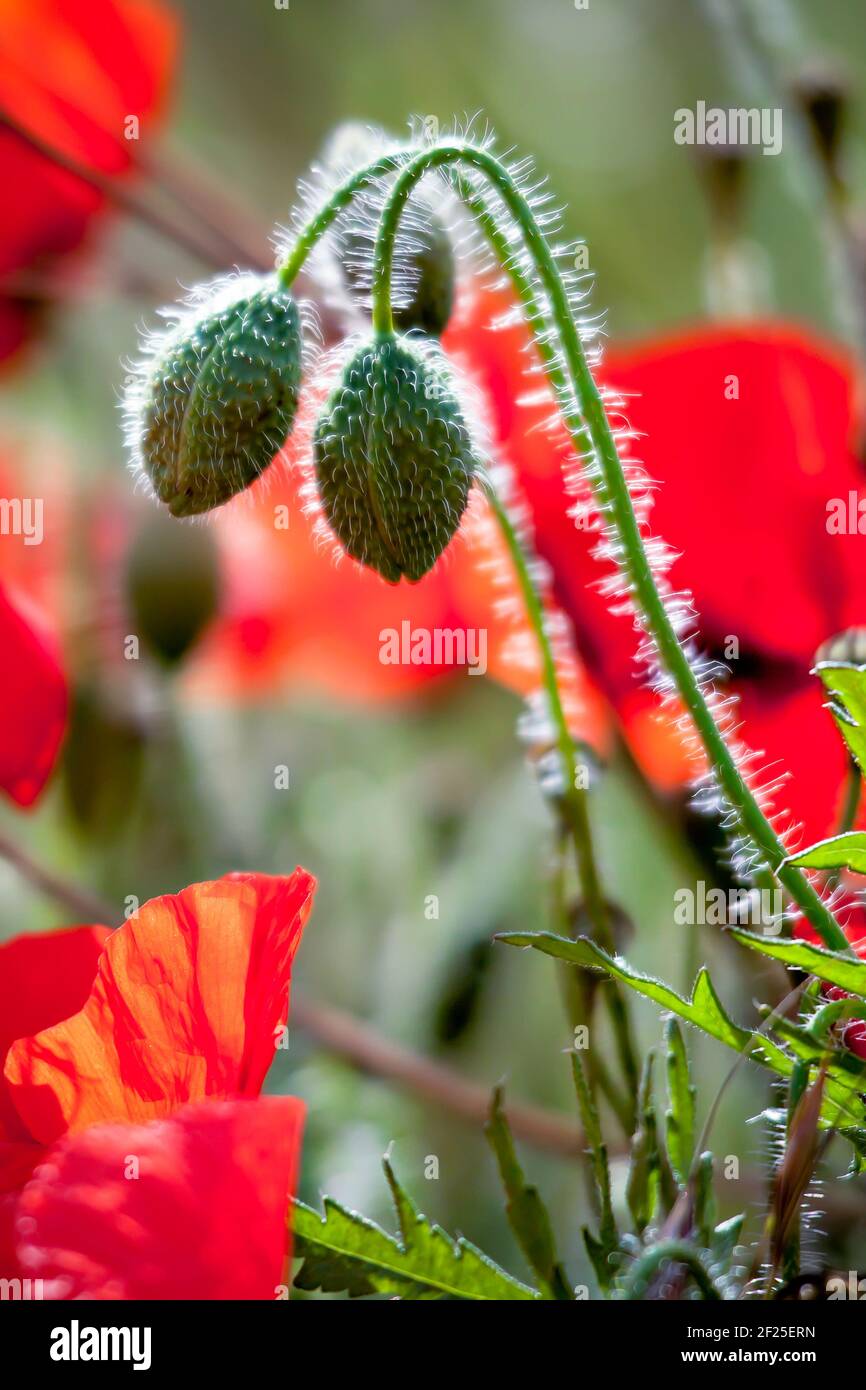 Mohnfeld in Sussex Stockfoto
