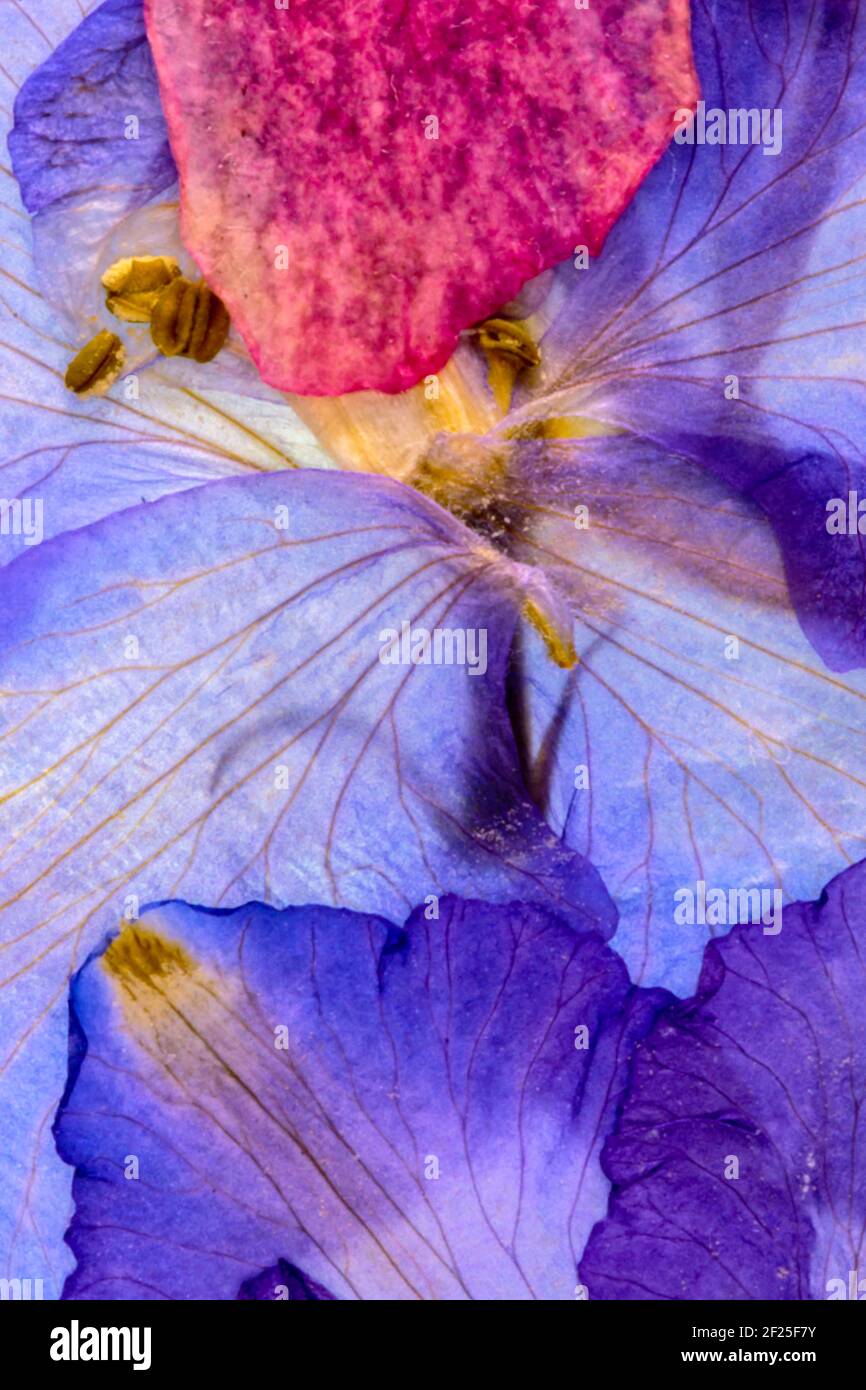 Gepresste Getrocknete Blumen Stockfotos Und Bilder Kaufen Alamy