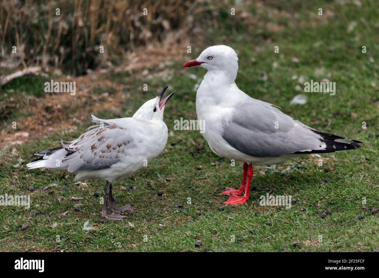 Rot-billed Gull (Chroicocephalus Scopulinus) Stockfoto