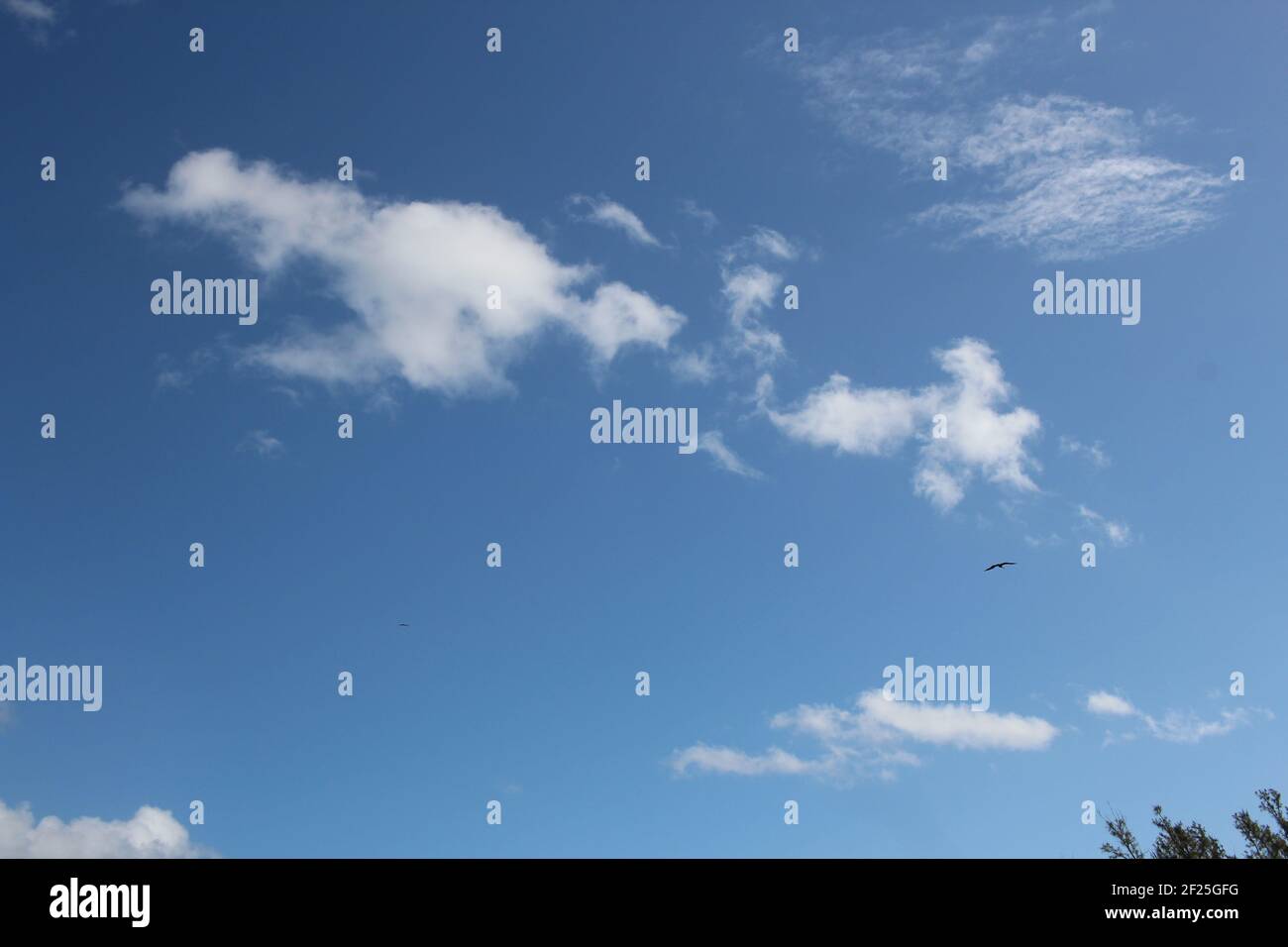 Vogel am Himmel - Weitaufnahme Stockfoto Vogel am Himmel - Weitaufnahme Stockfoto