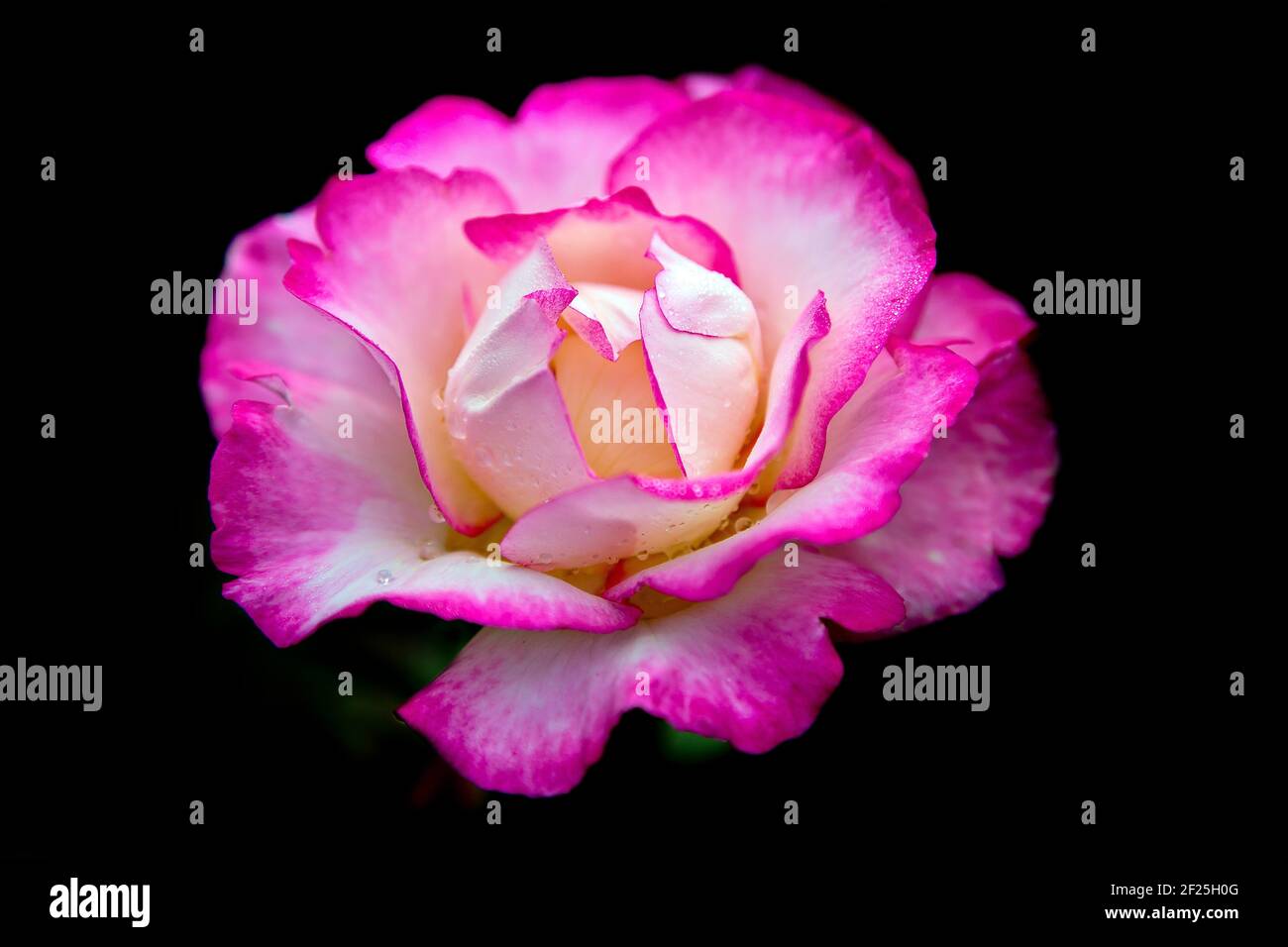 Rosa- und Cremefarbenen Rose Stockfoto