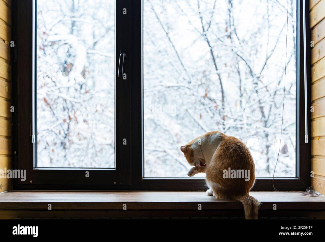 Katzenwäsche auf der Fensterbank. Winterlandschaft vor dem Fenster Stockfoto