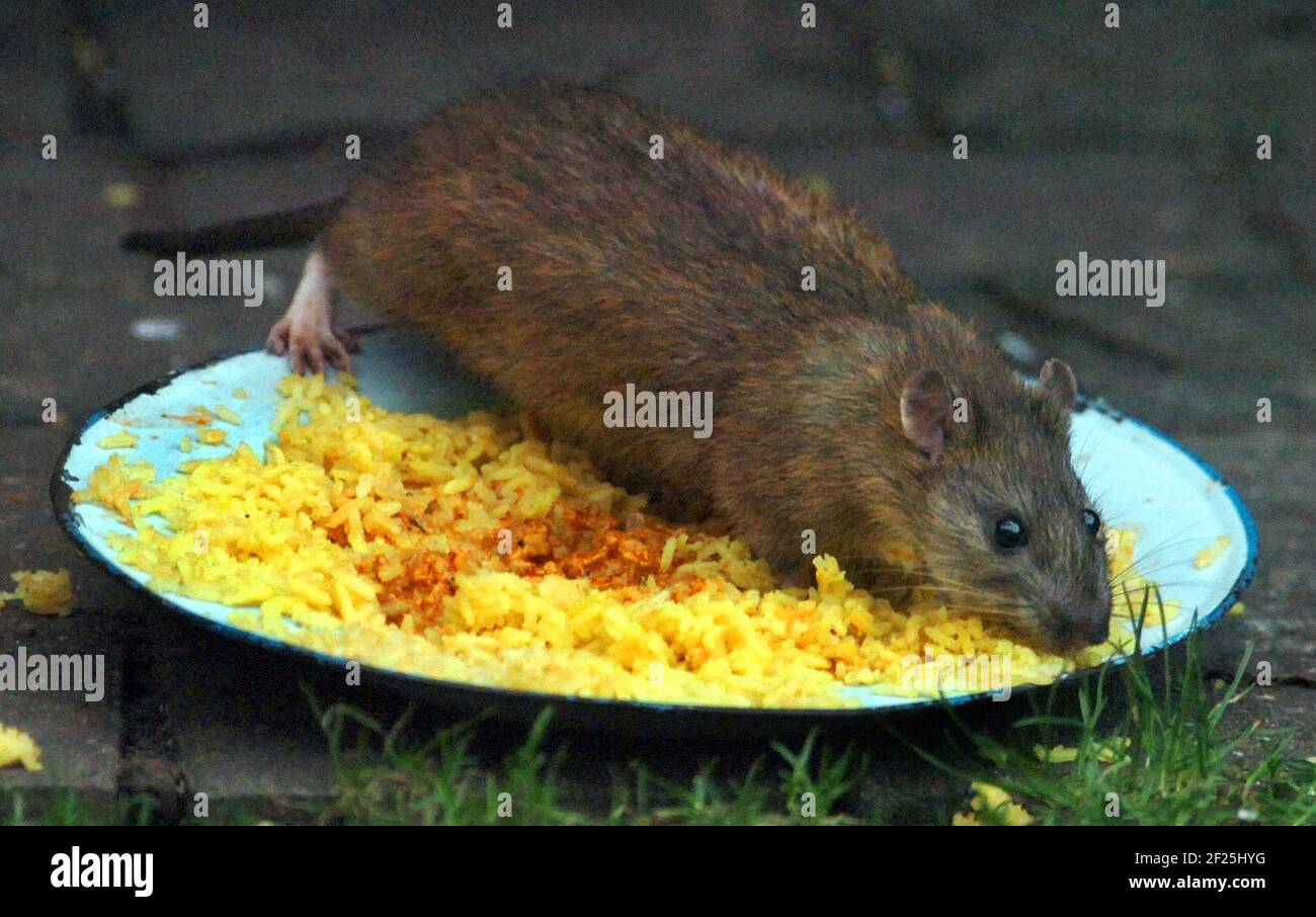 EINE BRAUNE RATTE STECKT IN EINE SCHÜSSEL MIT HUHN TIKKA MASALA PIC MIKE WALKER, 2008 Stockfoto