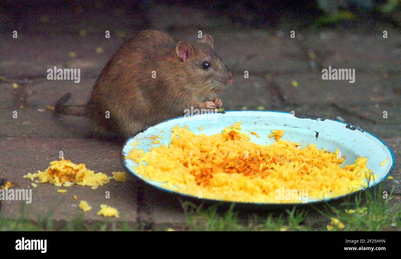 EINE BRAUNE RATTE STECKT IN EINE SCHÜSSEL MIT HUHN TIKKA MASALA PIC MIKE WALKER, 2008 Stockfoto