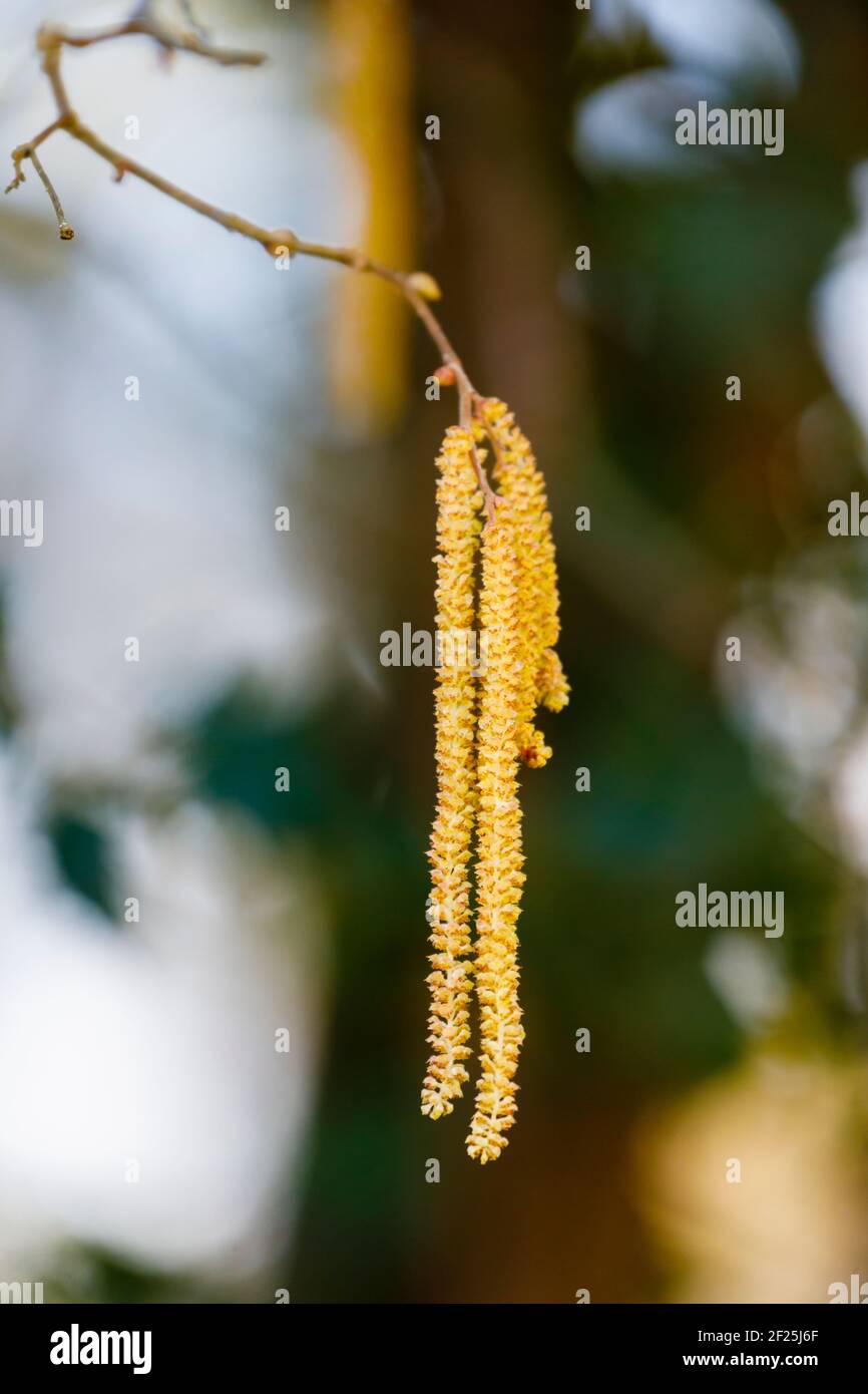 Nahaufnahme der langen gelben Kätzchen, die männlichen Blüten des Haselnussbaums (Corylus avellana), im späten Winter bis zum frühen Frühjahr, in Surrey, Großbritannien Stockfoto